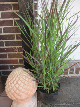 Preview: Rutenhirse Cheyenne Sky ® - Panicum virgatum ®
